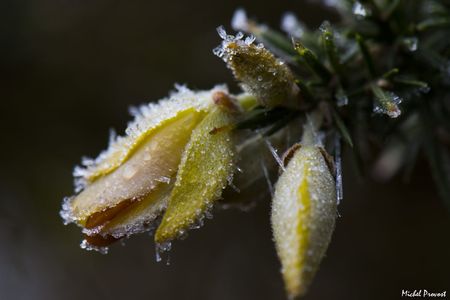 Fleur de genêt en gelée